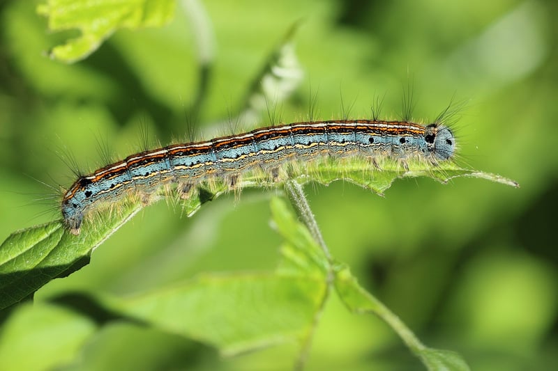 Egg carton caterpillars